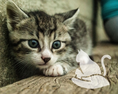 Feliti kastruje - všeříkající název Feliti kastruje - všeříkající název